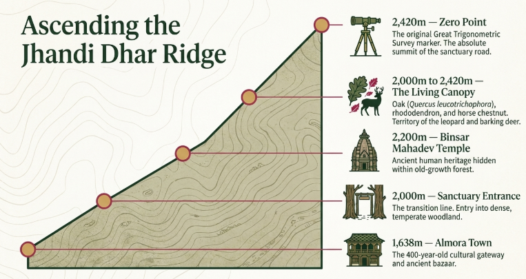Elevation profile of Binsar Wildlife Sanctuary showing ascent from Almora to Jhandi Dhar Ridge and Zero Point (2,420 m), highlighting oak forests, rhododendron canopy, Binsar Mahadev Temple, and Himalayan viewpoint in Uttarakhand.