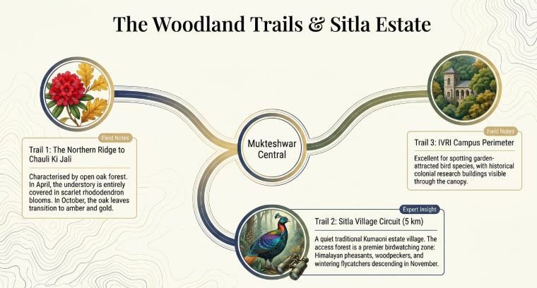 Illustrated infographic titled &ldquo;The Woodland Trails & Sitla Estate&rdquo; highlighting three nature trails around Mukteshwar, Uttarakhand. A central circle labeled &ldquo;Mukteshwar Central&rdquo; connects to three scenic trail routes. Trail 1 describes the Northern Ridge to Chauli Ki Jali through oak forests and rhododendron blooms. Trail 2 focuses on the Sitla Village Circuit, known for birdwatching and traditional Kumaoni estate landscapes, featuring Himalayan pheasants and woodpeckers. Trail 3 highlights the IVRI Campus Perimeter trail, noted for rare bird sightings and colonial research buildings visible through the forest canopy. The design uses contour-map background textures, botanical and wildlife illustrations, and muted earth-tone colors.