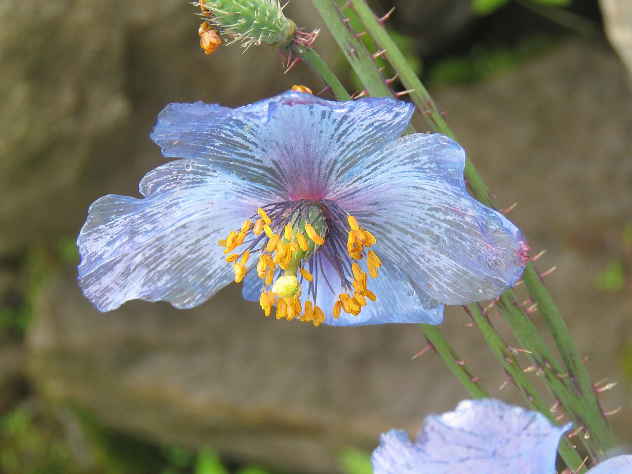 Himalayan blue poppy (Meconopsis) in bloom on the trail between Ghangaria and Hemkund, Valley of Flowers National Park